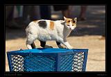 Jaffa 025